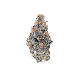 avaay Signature 23/1 MC Mandarin Cookies